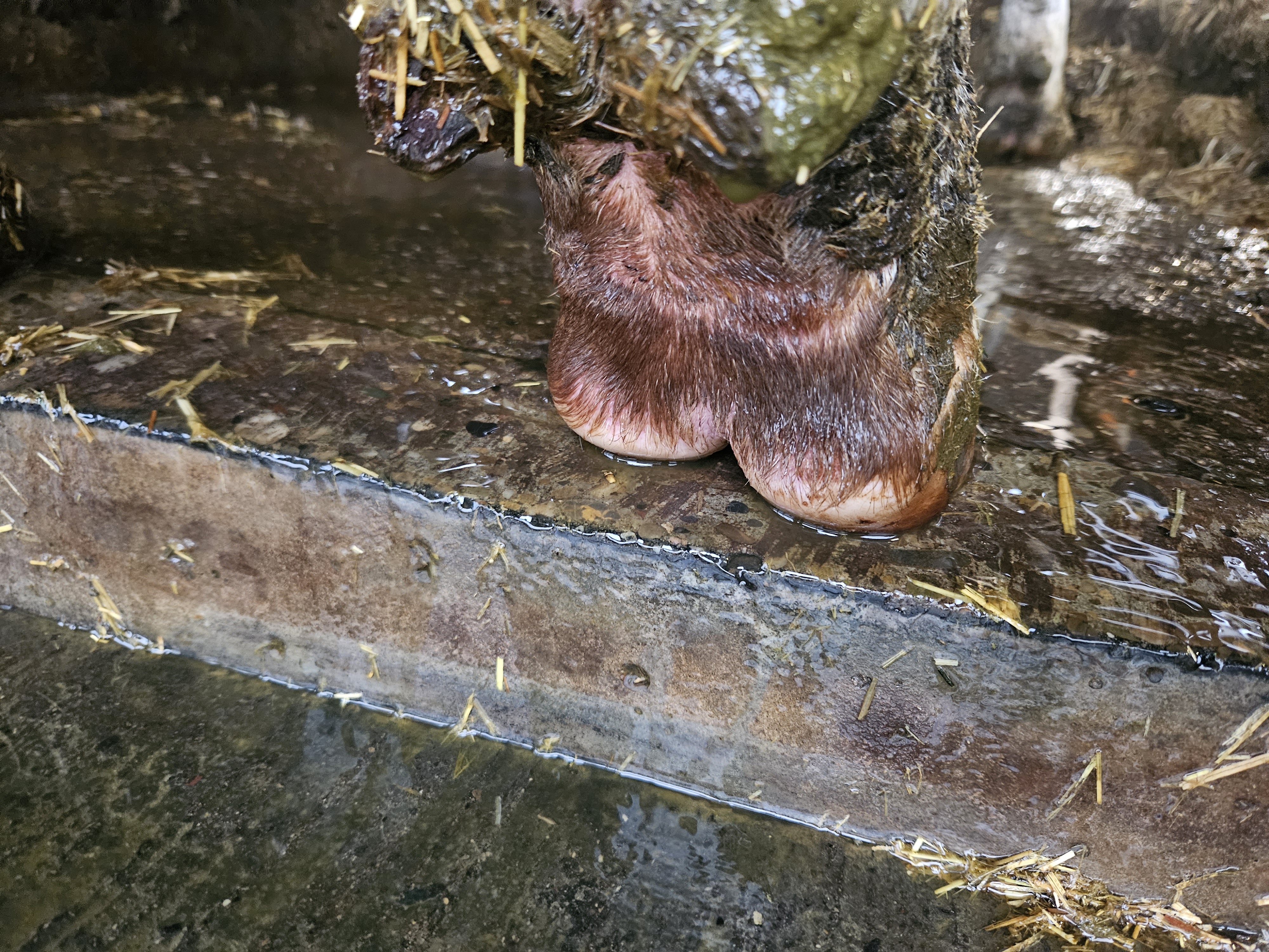 Cowtec Klauenwaschanlage